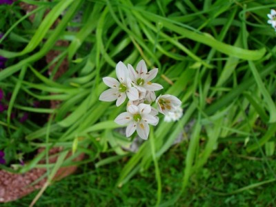 Allium.JPG