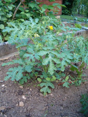 2 juli 2009 2 009.jpg