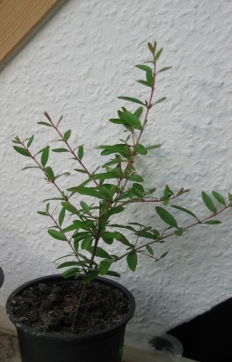 2009-06-08 Kopie.jpg