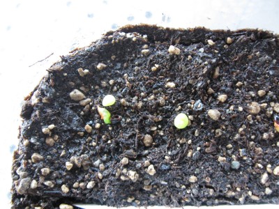 Astrophytum asterias.jpg