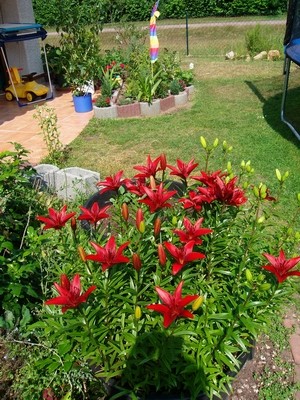 Lilien-3.JPG