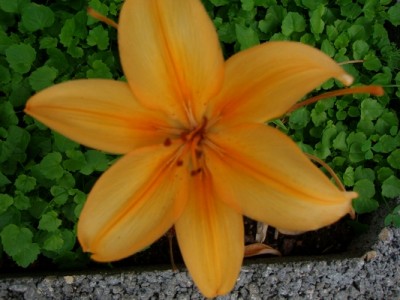 Lilie-4.JPG