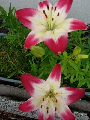 Lilien-1.JPG