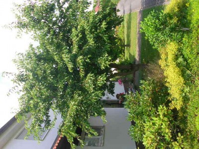 Kirsch- und Pflaumenbaum 013.jpg