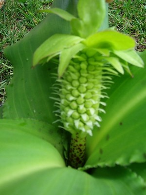 Schopflilie-1.JPG