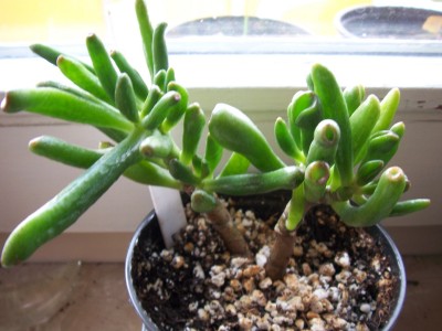 crassula.jpg