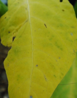 DSC05212.JPG