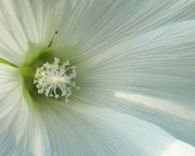 01.07.2009 lavatera.jpg