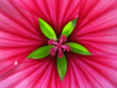 03.07.2009 lavatera.jpg