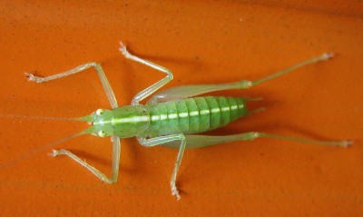 02.07.2009 orange steht ihm gut.jpg