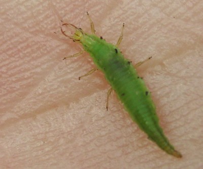 01.07.2009 hat mich nicht gebissen.jpg