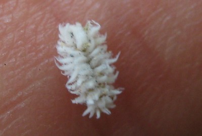 02.07.2009 kleiner wirbelwind.jpg