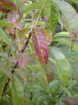 foto003.jpg