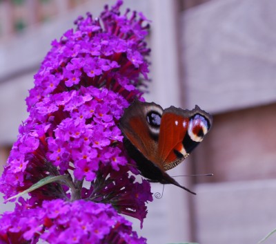 Schmetterling_2.jpg