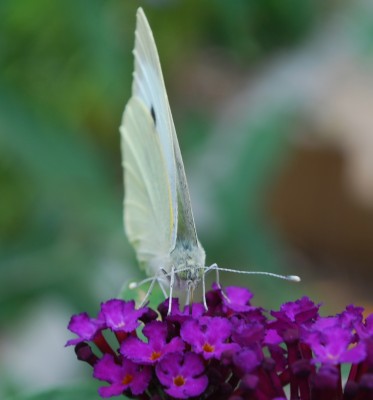 Schmetterling_1.jpg