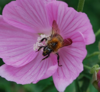 Hummel_auf_Malve.jpg