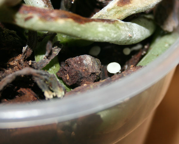 Kleine weisse Pilze in und auf Orchideenerde · Pflanzenkrankheiten &  Schädlinge · GREEN24 Pflanzen & Garten Forum