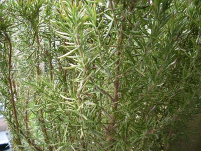 DSCI0044.JPG