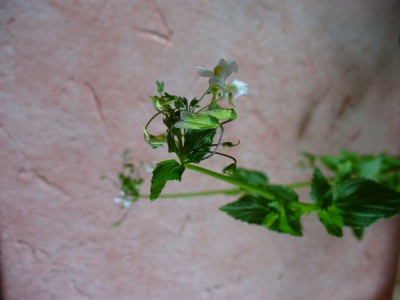 P1220773.jpg