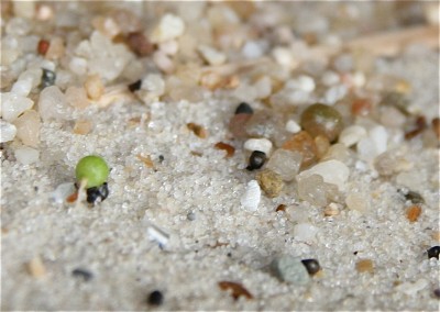 Stenocactus crispatus.jpg