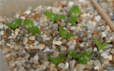 Selenicereus grandiflorus.jpg