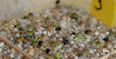 Astrophyrum Capricorne.jpg