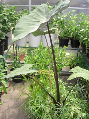 colocasia-black-magic.jpg