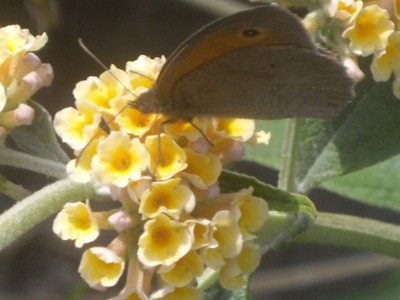 IMGP0483_Bildgröße ändern.JPG