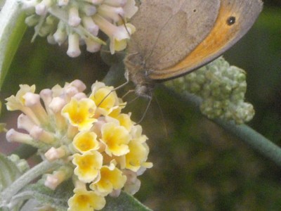 IMGP0482_Bildgröße ändern.JPG