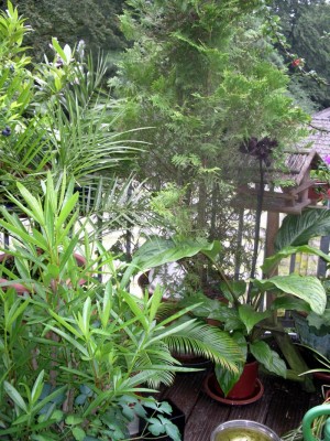 IMGP4722.JPG