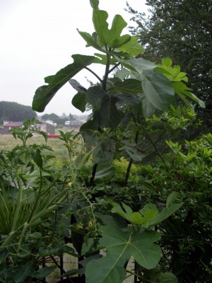IMGP4720.JPG
