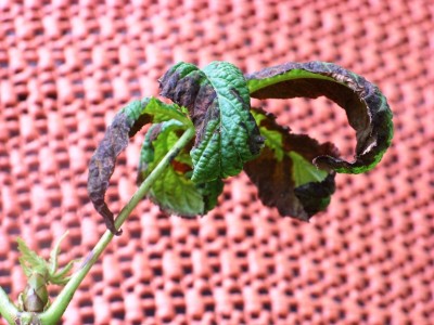 Garten und Kastanie 001.jpg
