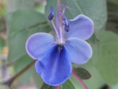 IMG_Clerodendrum ugandense .JPG