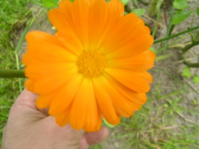 heue 022.JPG