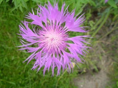 heue 013.JPG