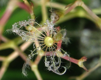 centranthus2.jpg