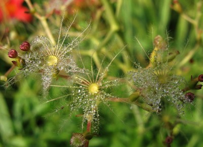 centranthus.jpg