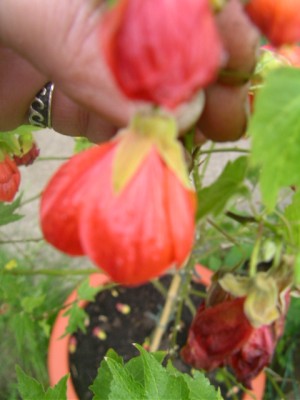 heue 026.JPG