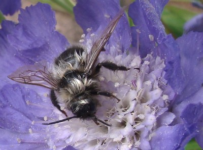 04.07.2009 zausel4.jpg