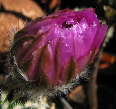 IMG_1510Echinocereus oklahomensis.jpg