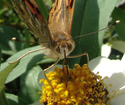 04.07.2009 in die augen geschaut.jpg
