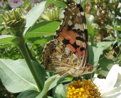 04.07.2009 balkonbesucher.jpg