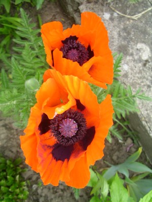 iris, 002.JPG