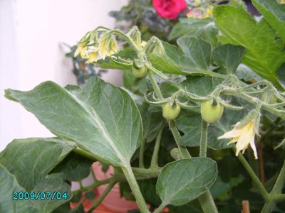 PICT0467.JPG