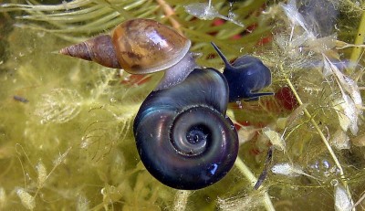Spitzschlammschnecke - Lymnaea stagnalis und Posthornschnecke - Planorbarius corneus.JPG