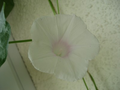 IMG_7870.JPG