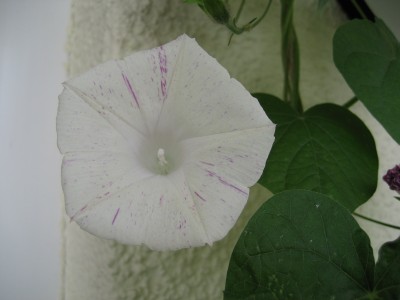 IMG_7868.JPG