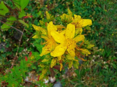Johanniskraut.JPG