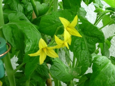 Tomatenblüten.JPG