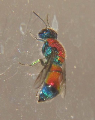 Chrysis viridula-Nordhessen-5-Juli-09.JPG